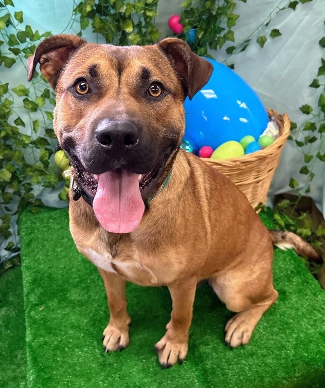 Enlarge John Wayne, a Adoptable mixed breed in Bryant, AR image 3/6