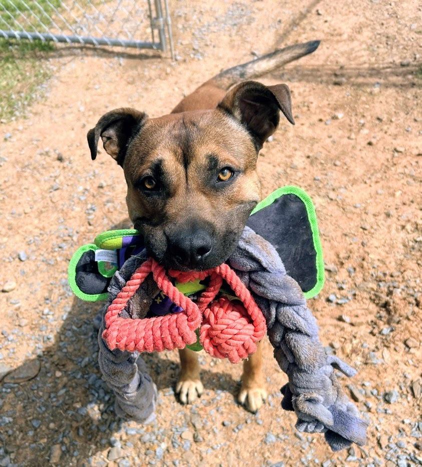 Enlarge John Wayne, a Adoptable mixed breed in Bryant, AR image 4/6