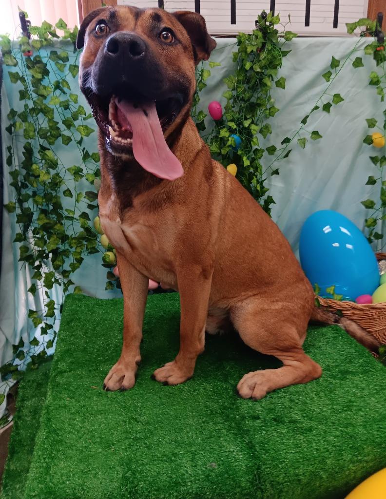 Enlarge John Wayne, a Adoptable mixed breed in Bryant, AR image 5/6