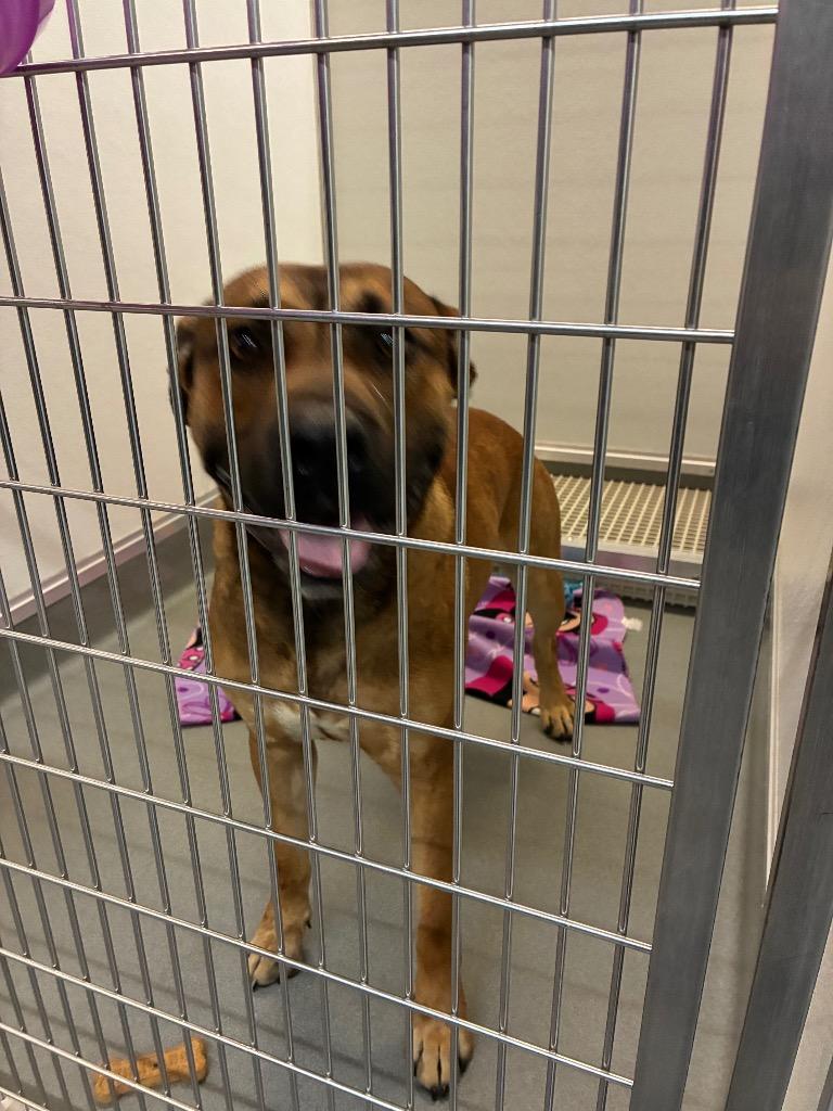 Enlarge John Wayne, a Adoptable mixed breed in Bryant, AR image 6/6