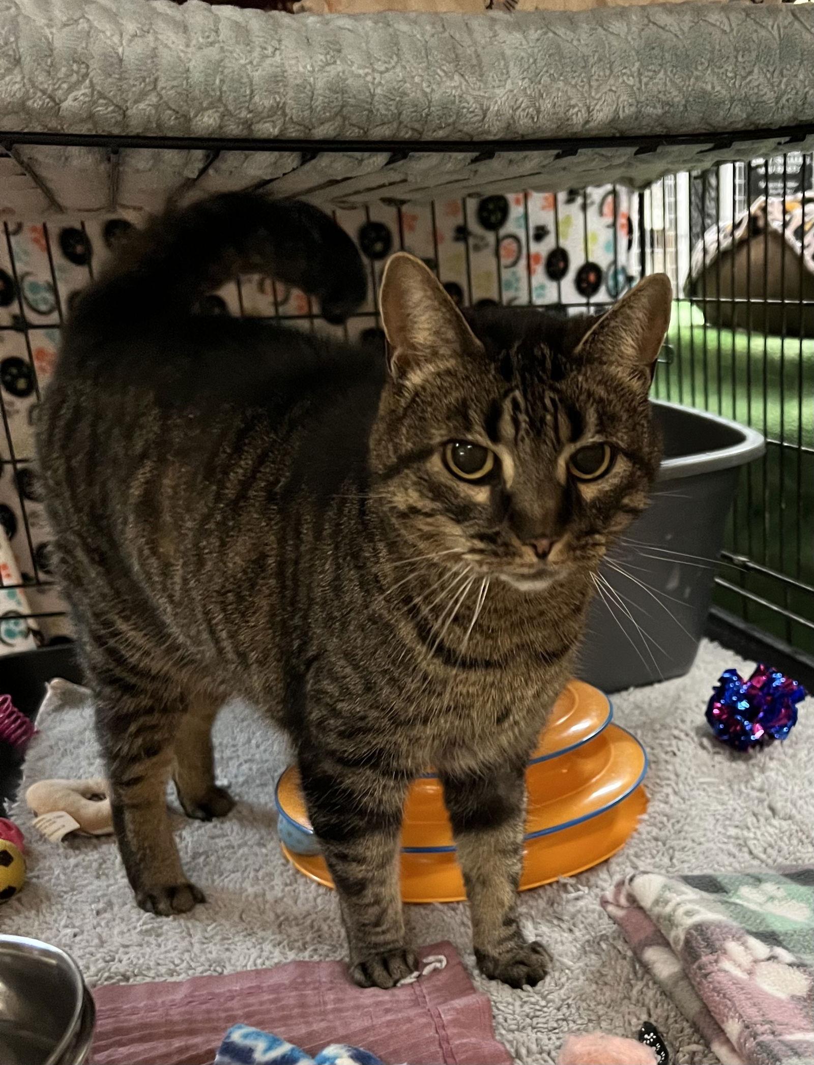 Sydney, Adoptable, Young Female Domestic Short Hair.