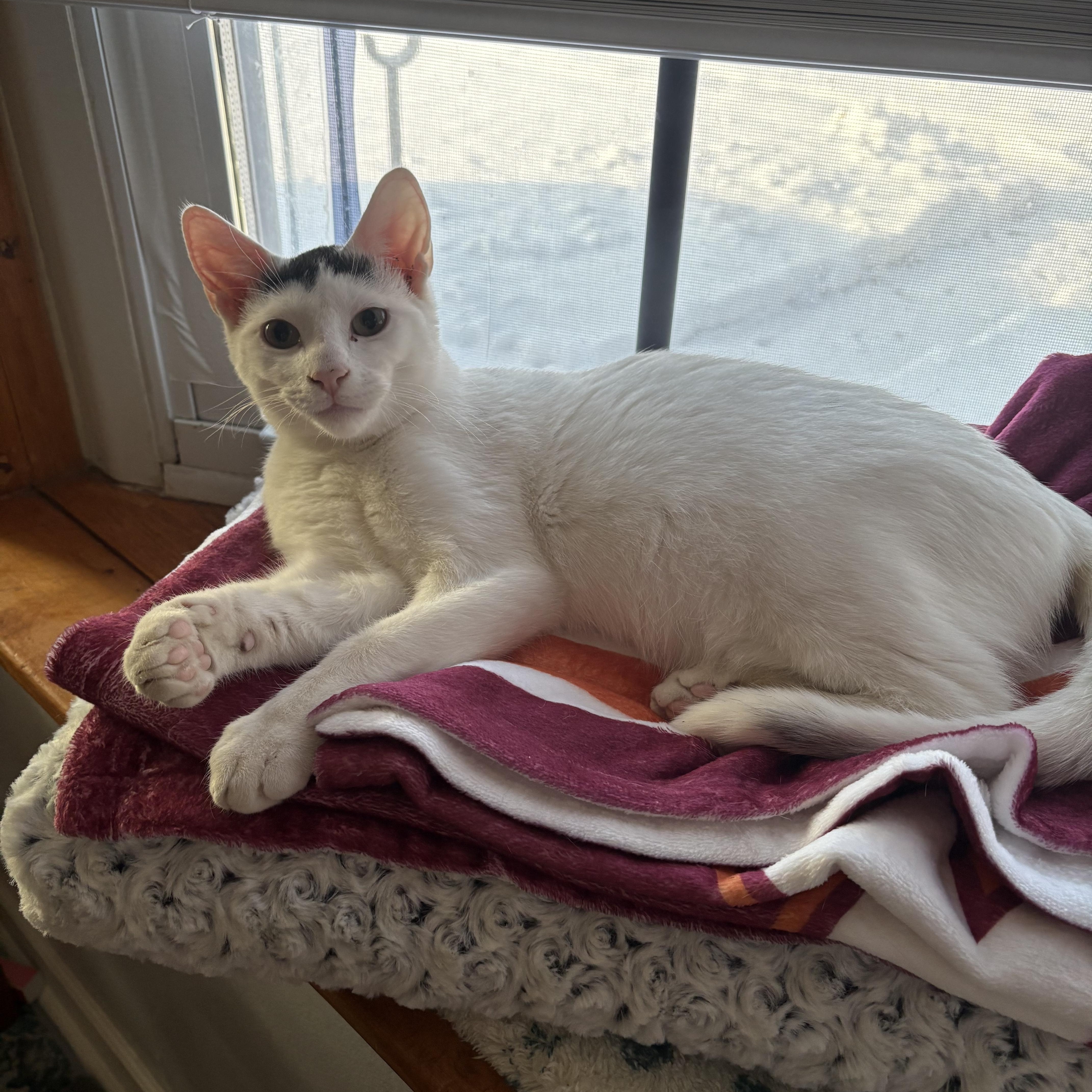 Finn, ADOPTABLE, Young Male Domestic Short Hair.