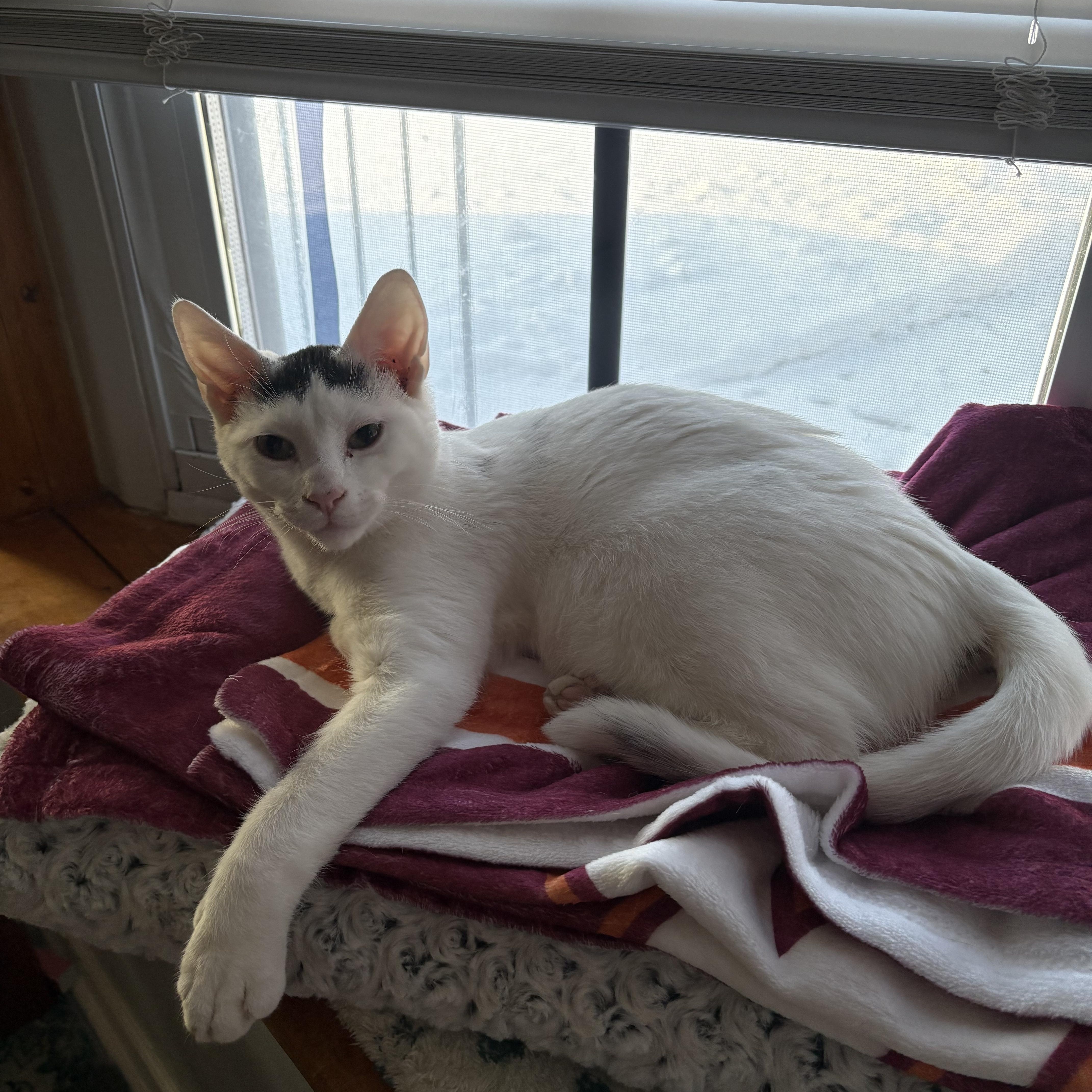 Enlarge Finn, a ADOPTABLE Domestic Short Hair in Highland, IN image 2/2