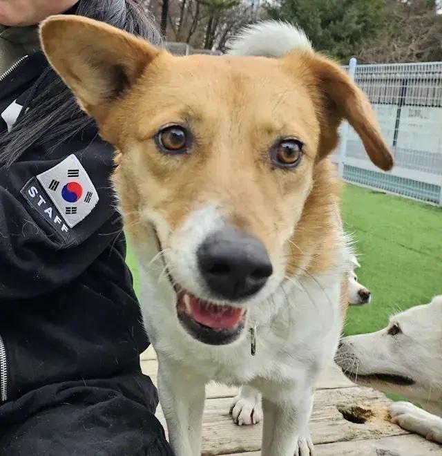 Enlarge Doraji, a Adopted mixed breed in Long Island City, NY image 1/1