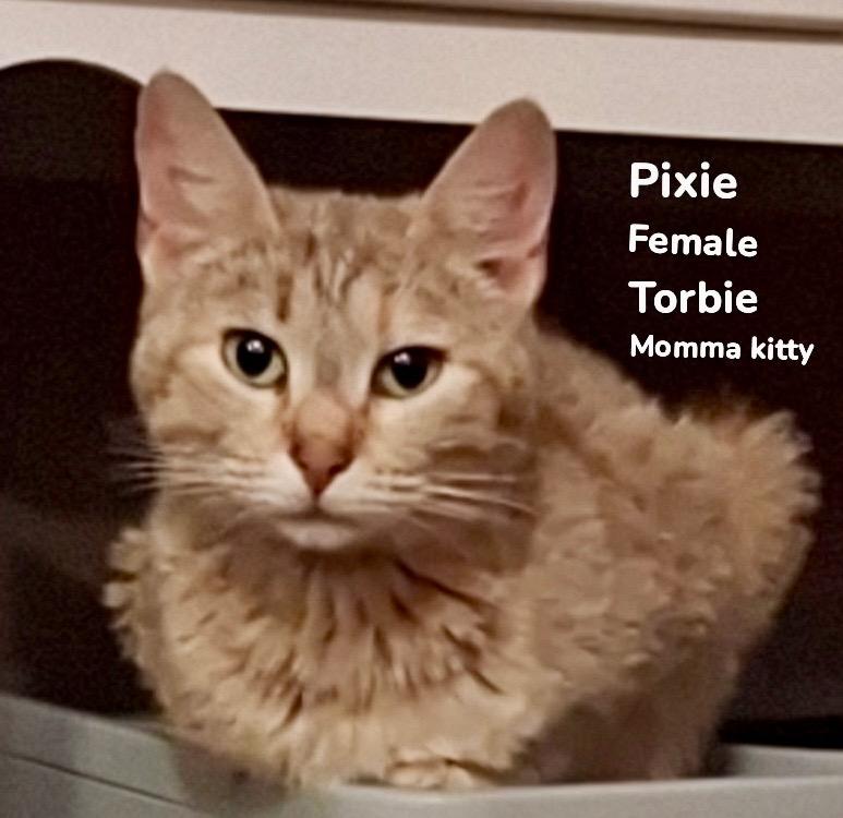 Enlarge Pixie, a Adoptable mixed breed in Burnsville, NC image 1/1