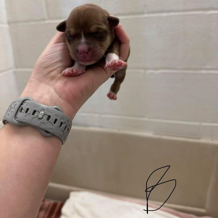 L pup 2, Adoptable, Puppy Male Boxer & Mixed Breed.