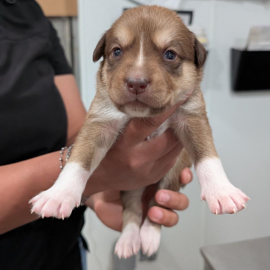 Enlarge L pup 2, a Adoptable mixed breed in Buchanan Dam, TX image 2/3