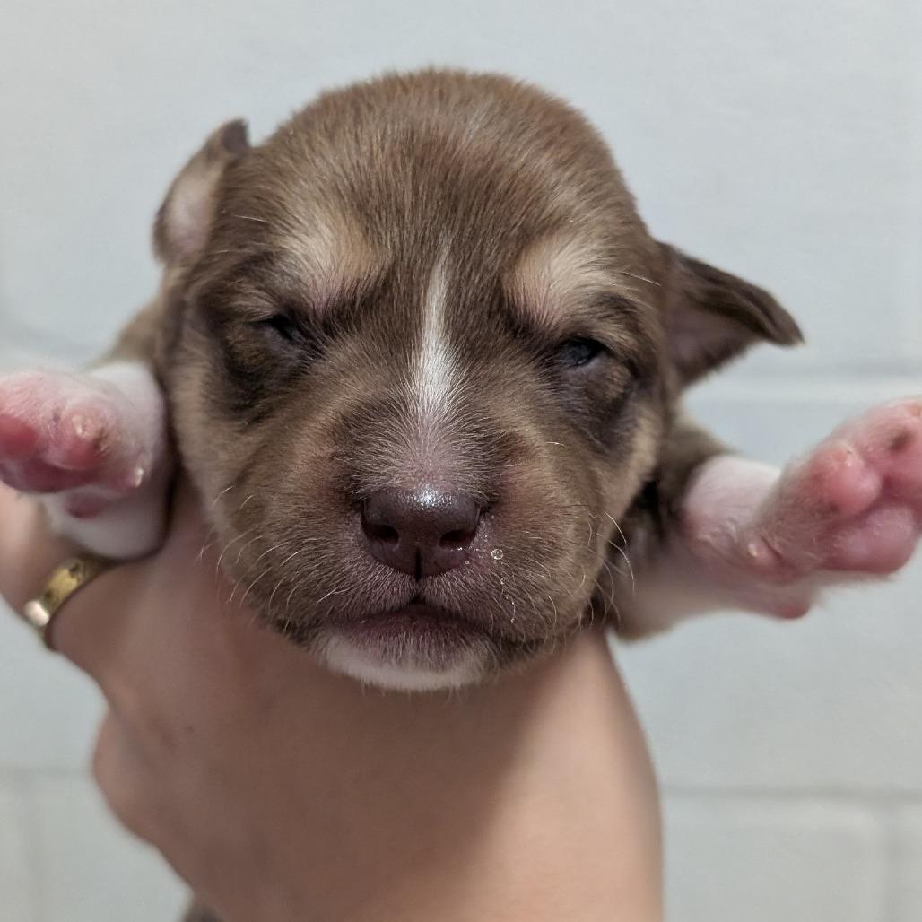Enlarge L pup 2, a Adoptable mixed breed in Buchanan Dam, TX image 3/3