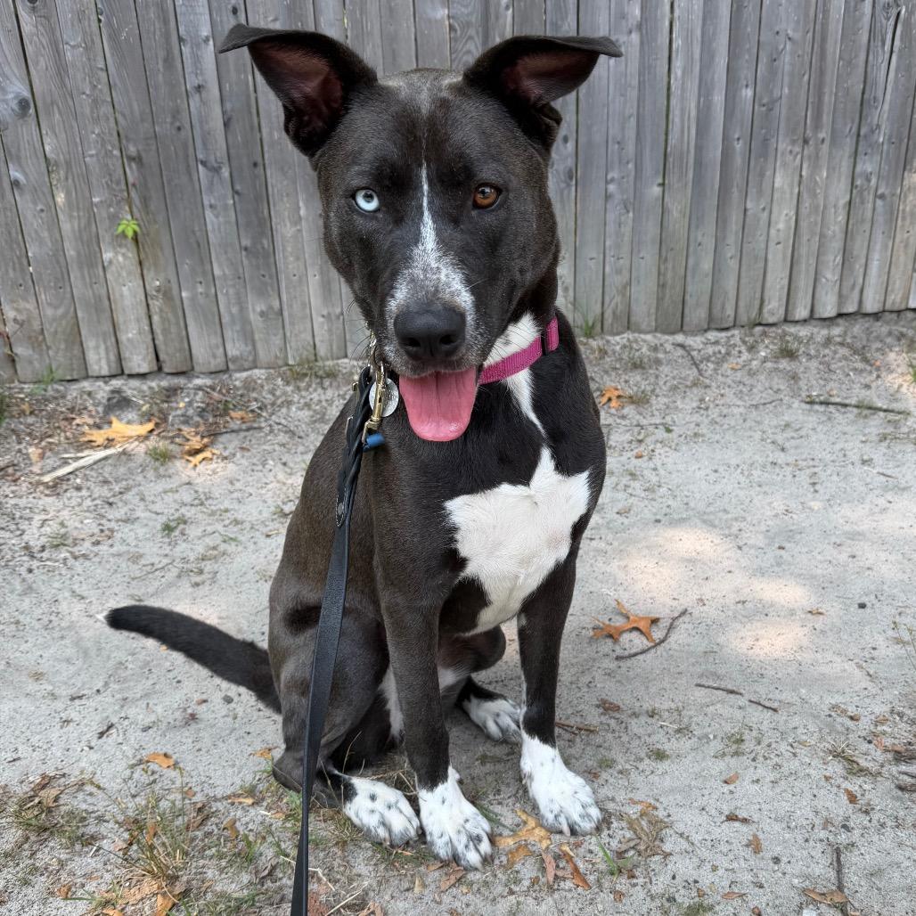 Enlarge Stormy, a Adoptable Mixed Breed in Hampton Bays, NY image 1/5