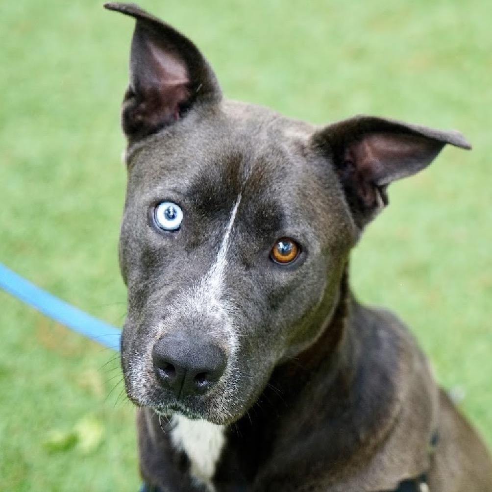 Enlarge Stormy, a Adoptable Mixed Breed in Hampton Bays, NY image 2/5
