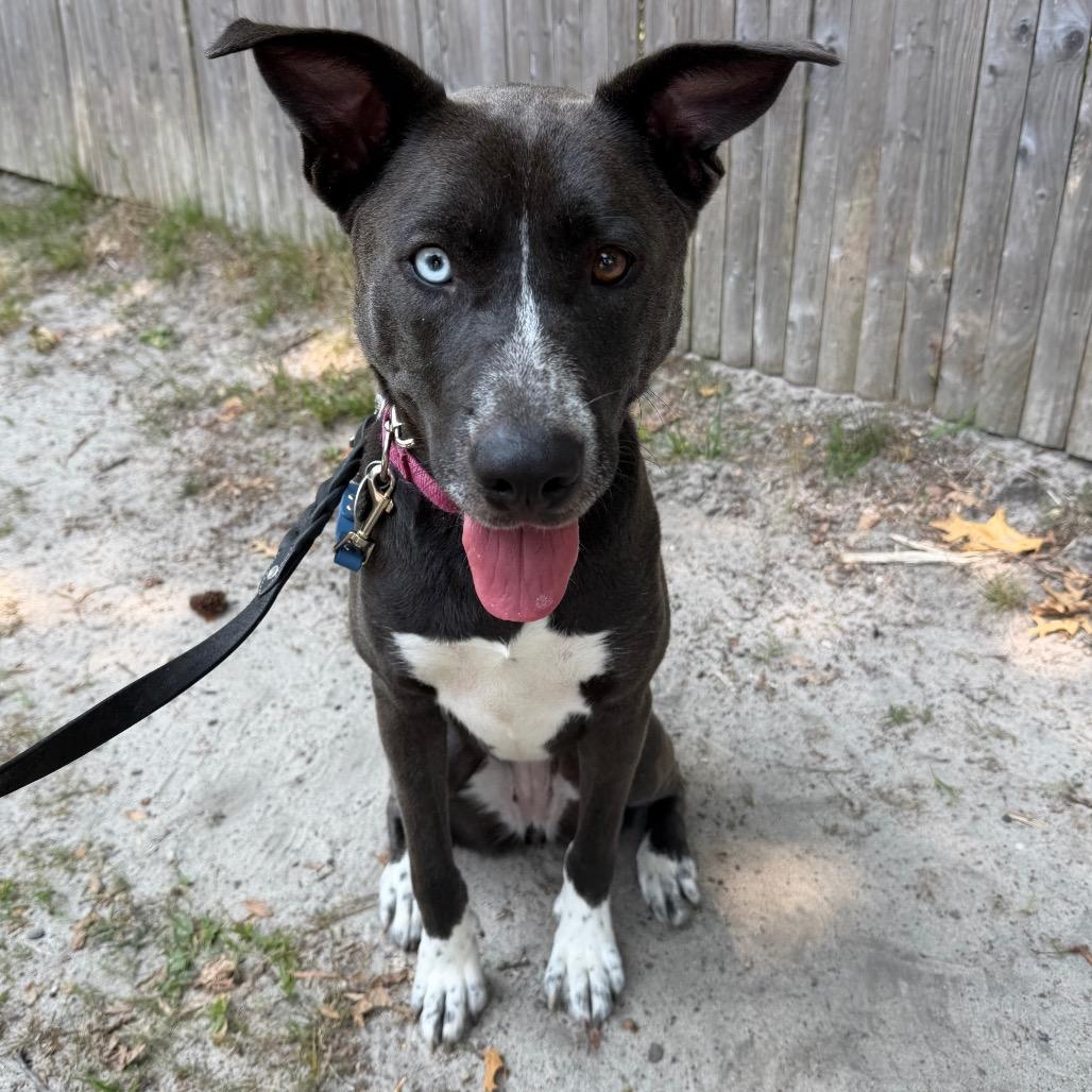 Enlarge Stormy, a Adoptable Mixed Breed in Hampton Bays, NY image 3/5