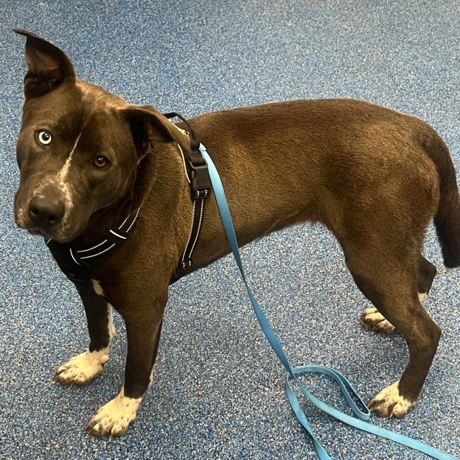 Enlarge Stormy, a Adoptable Mixed Breed in Hampton Bays, NY image 4/5
