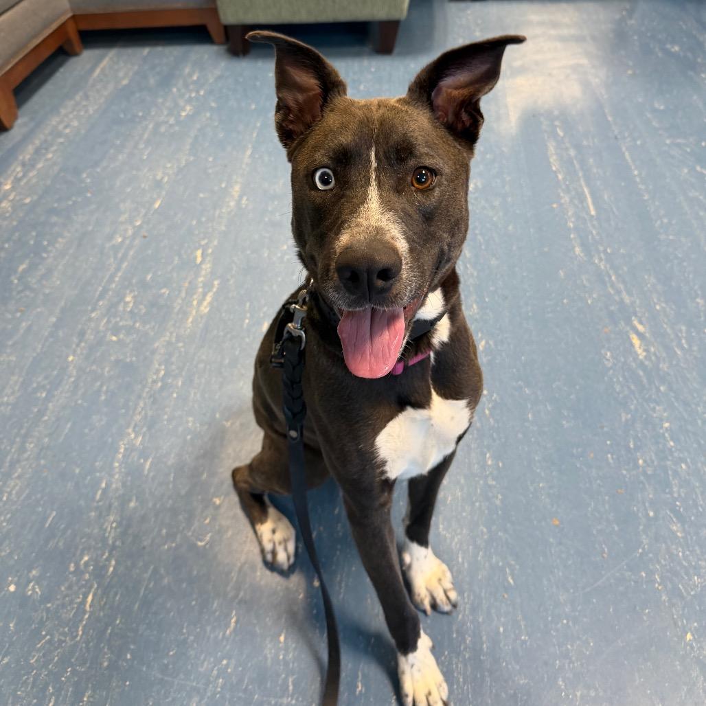 Enlarge Stormy, a Adoptable Mixed Breed in Hampton Bays, NY image 5/5