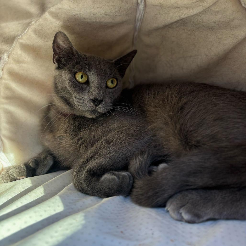 Enlarge Silvera, a Adoptable mixed breed in Englewood, FL image 1/2