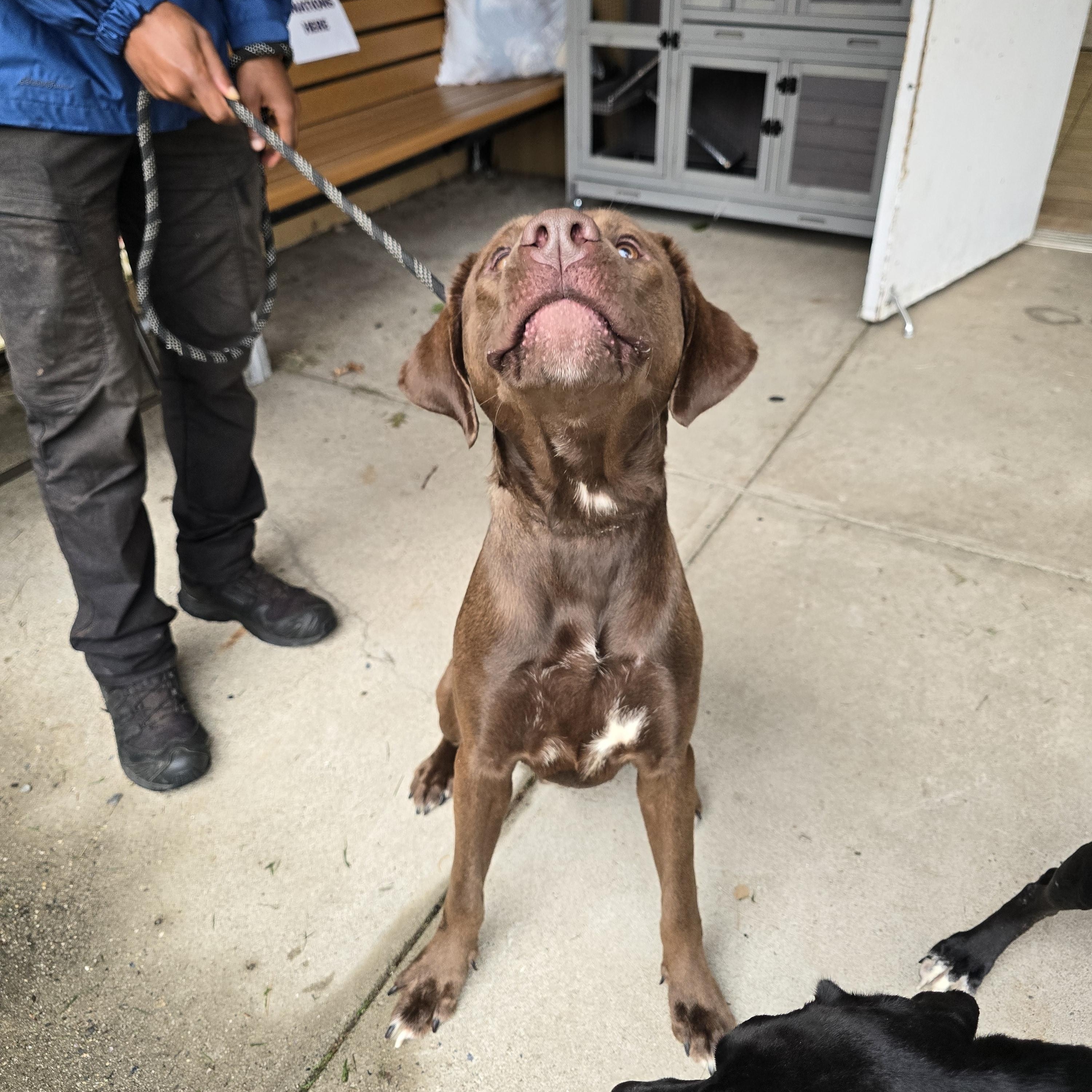 Brady, Adoptable, Young Male Chocolate Labrador Retriever.
