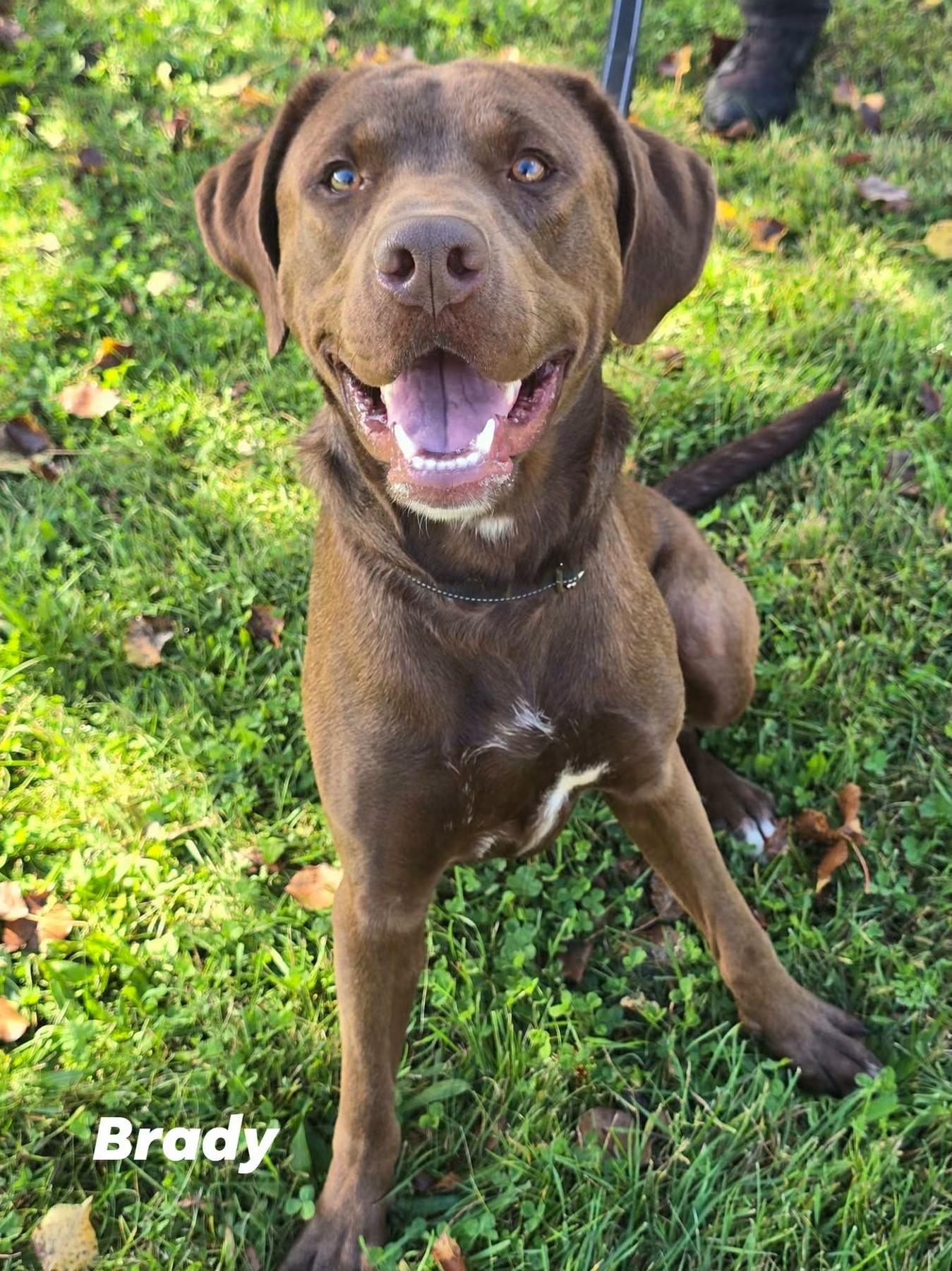 Brady, Adoptable, Young Male Chocolate Labrador Retriever.