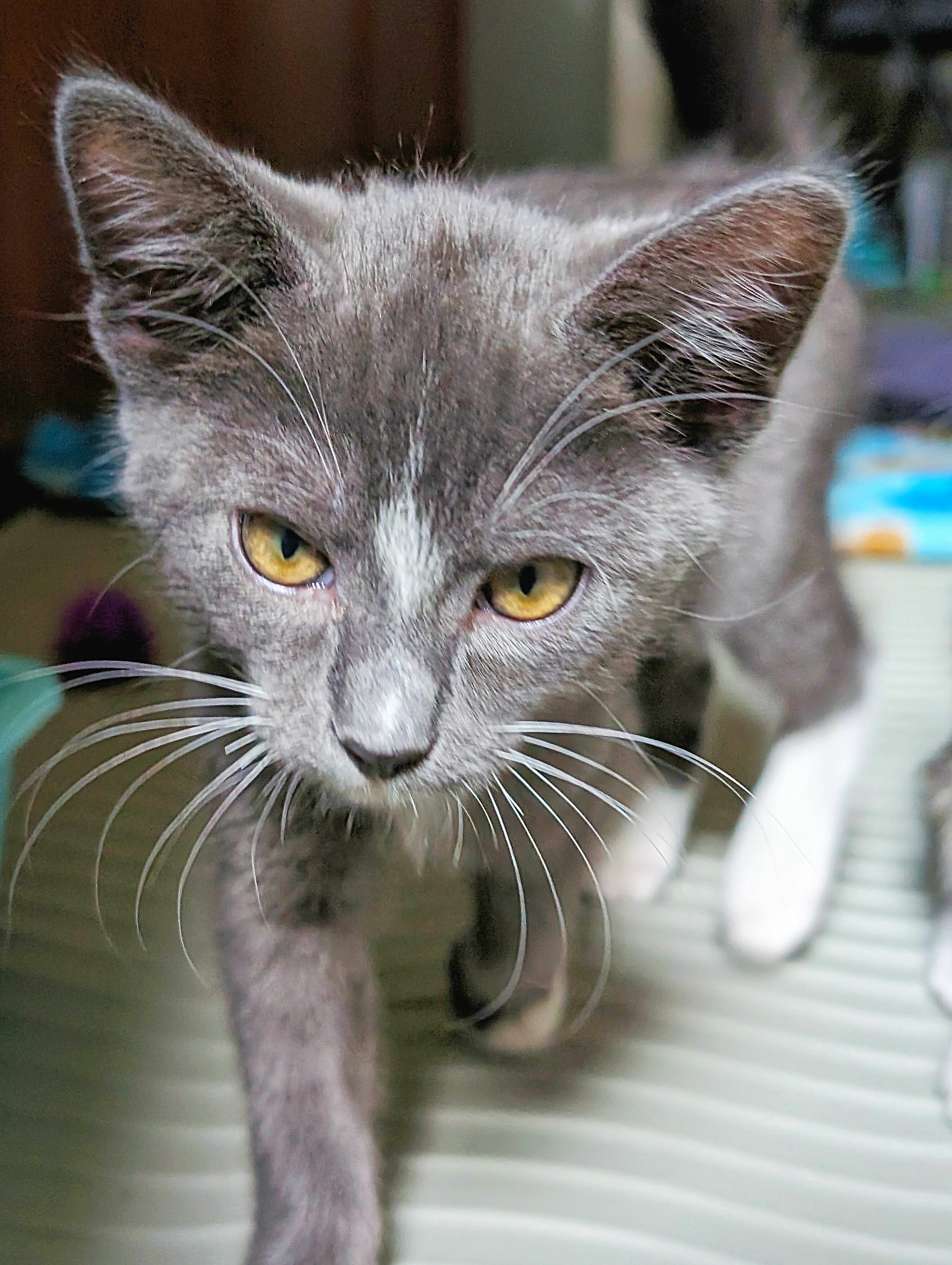Enlarge Eeyore, a Adopted mixed breed in Chico, CA image 1/3