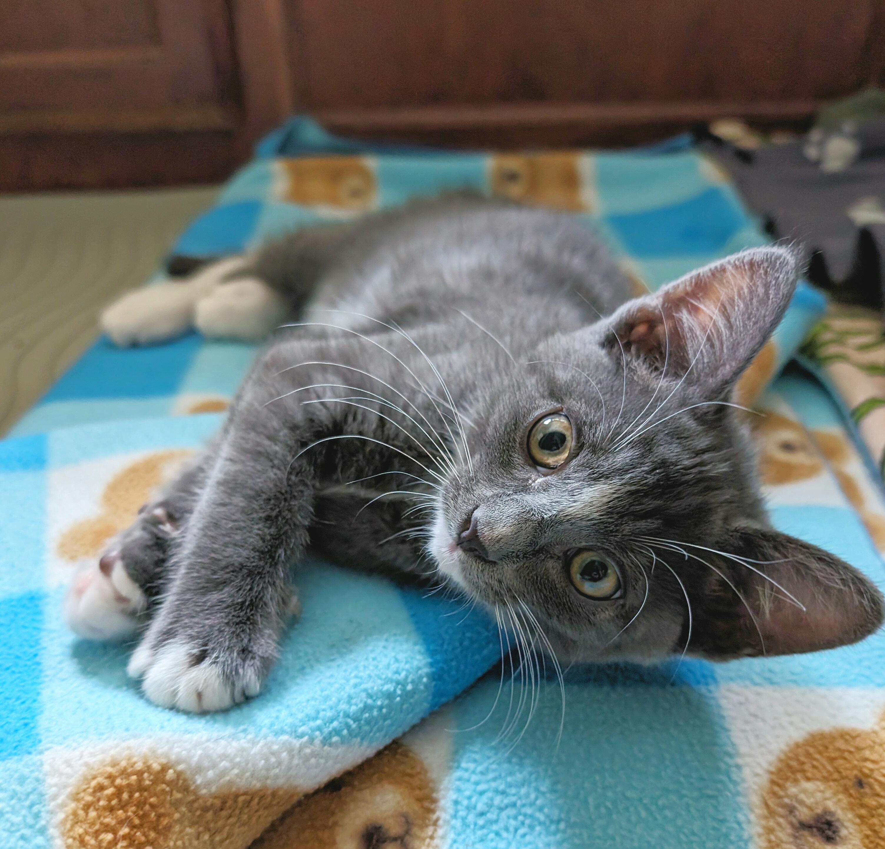 Enlarge Eeyore, a Adopted mixed breed in Chico, CA image 2/3