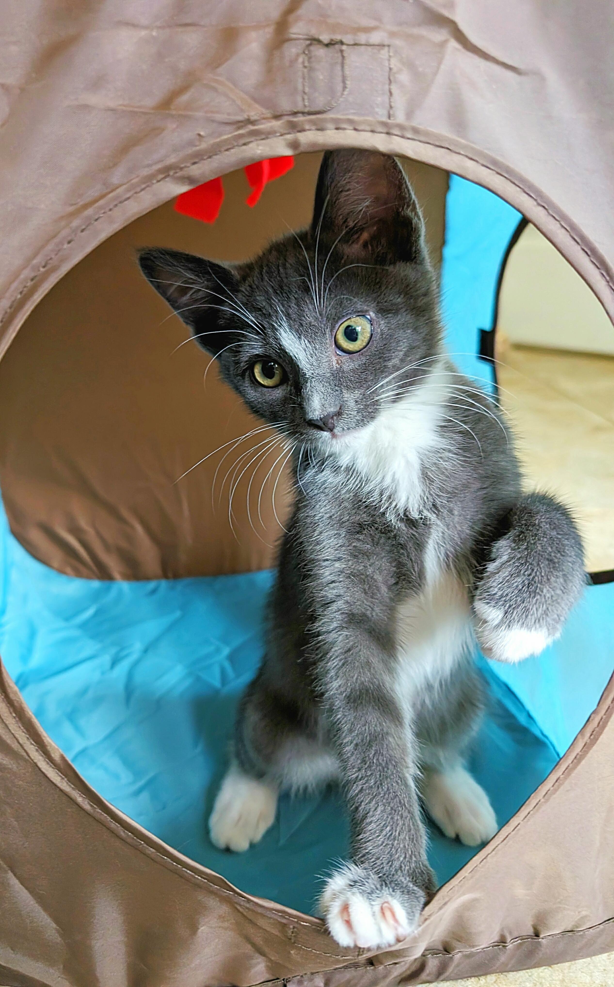 Enlarge Eeyore, a Adopted mixed breed in Chico, CA image 3/3