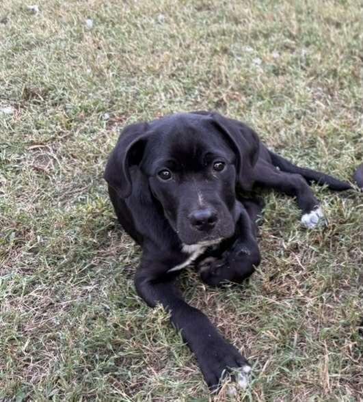 Zombie Smash, Adoptable, Puppy Female Labrador Retriever.