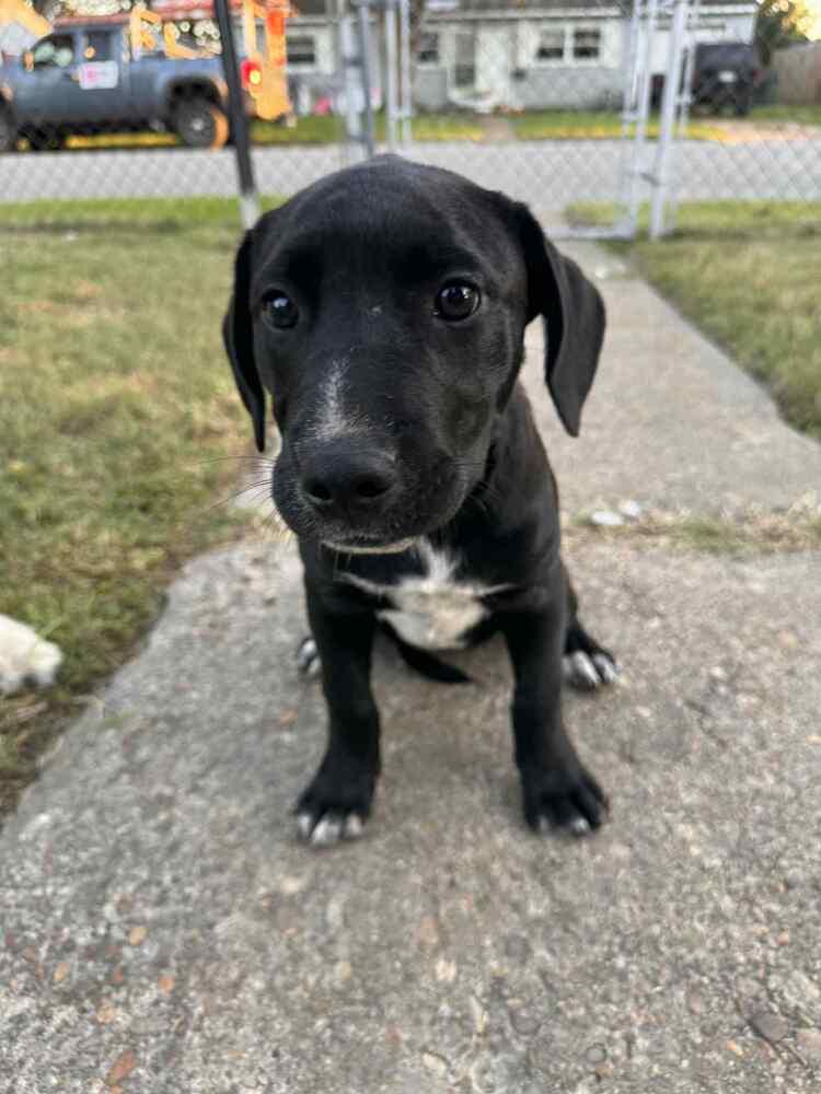 Enlarge Zombie Smash, a Adoptable mixed breed in Dutton, VA image 2/2