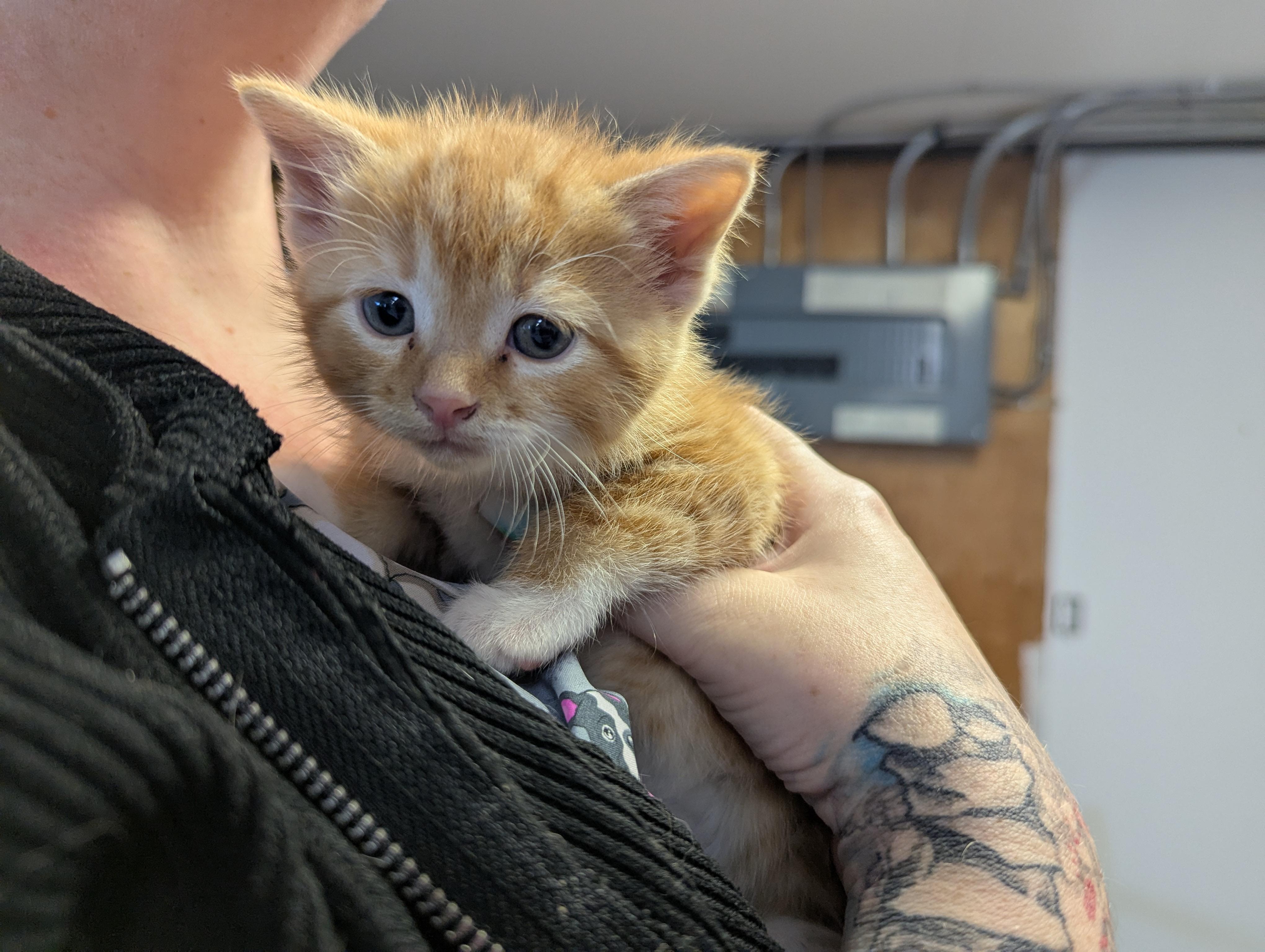 Groot, an adoptable Domestic Short Hair in Morden, MB_image-1