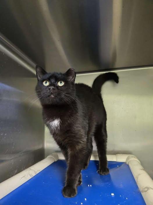 Lucy, ADOPTABLE, Adult Female Domestic Short Hair.