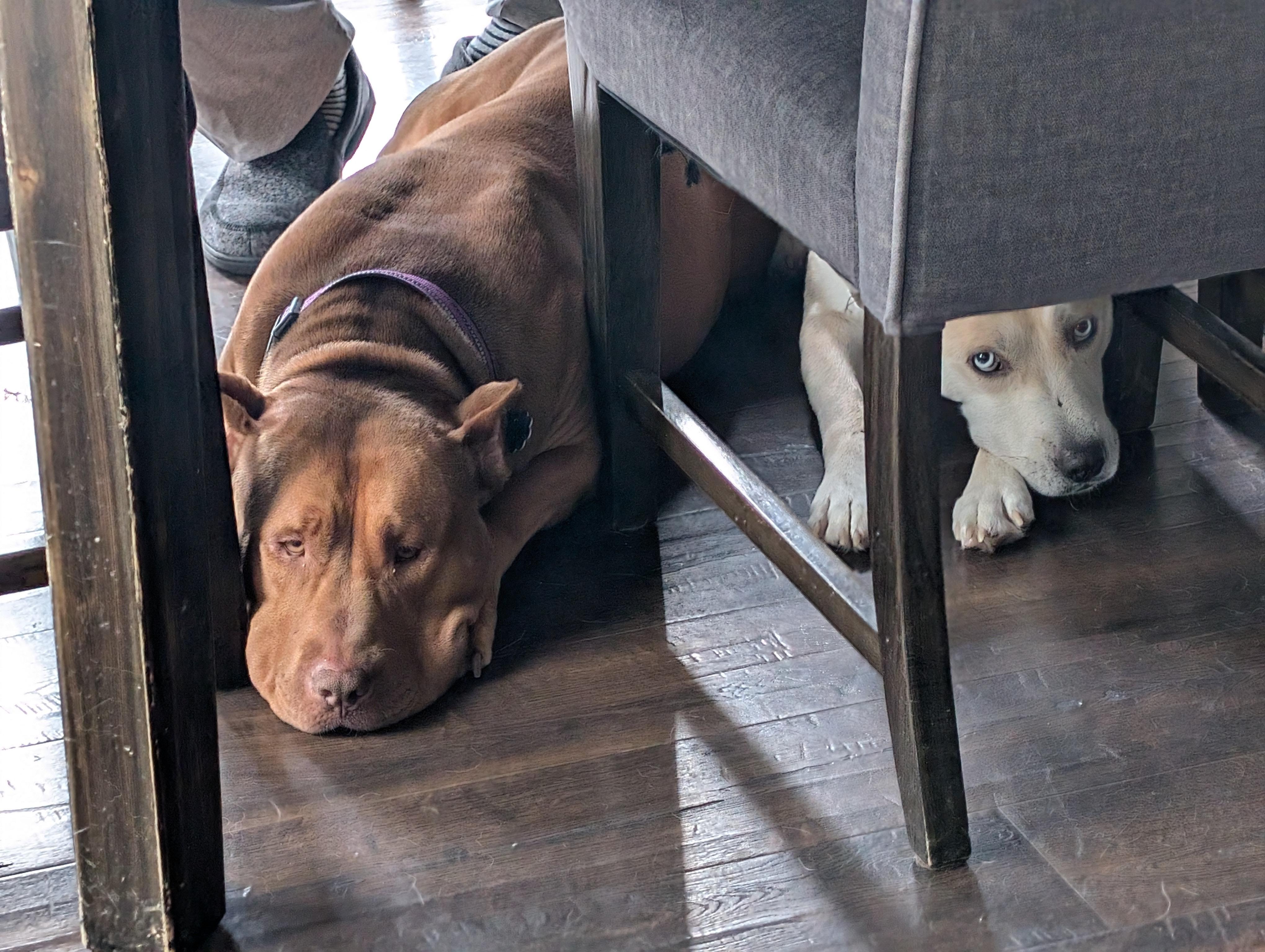 Jerri, a ADOPTABLE mixed breed in Indianapolis, IN image 2/5