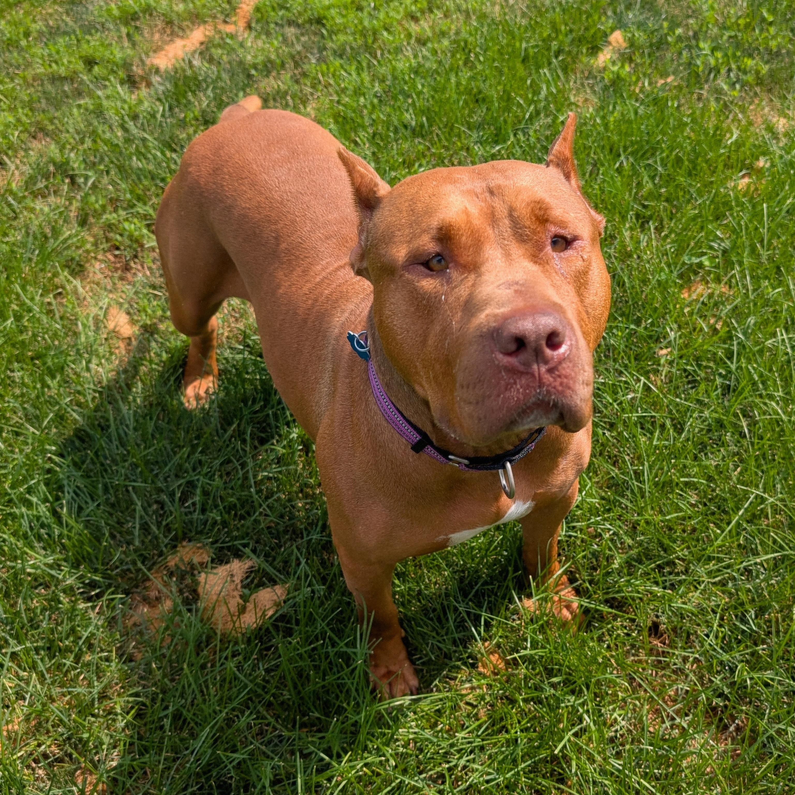 Jerri, a ADOPTABLE mixed breed in Indianapolis, IN image 5/5