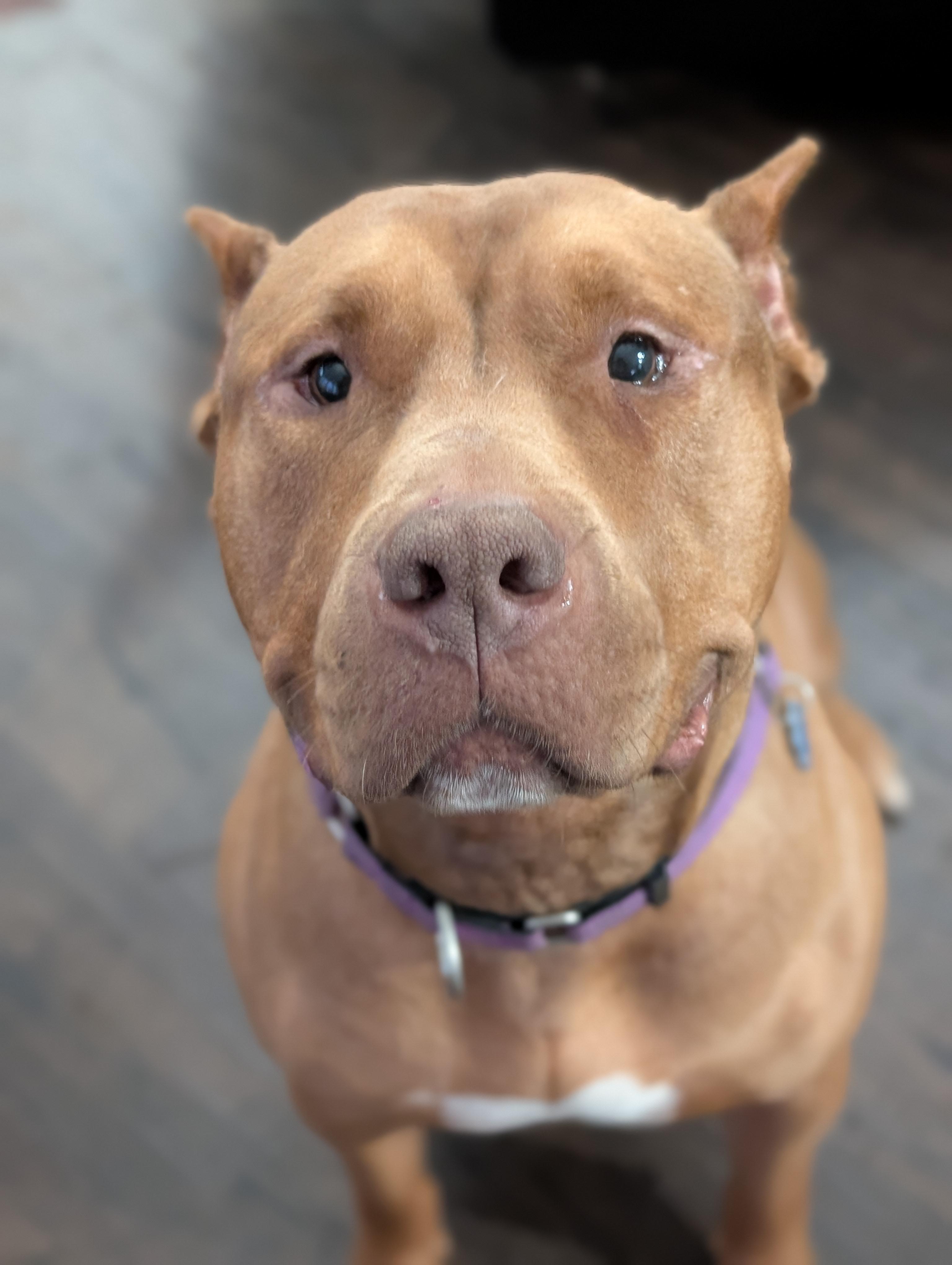 Jerri, a ADOPTABLE mixed breed in Indianapolis, IN image 1/5