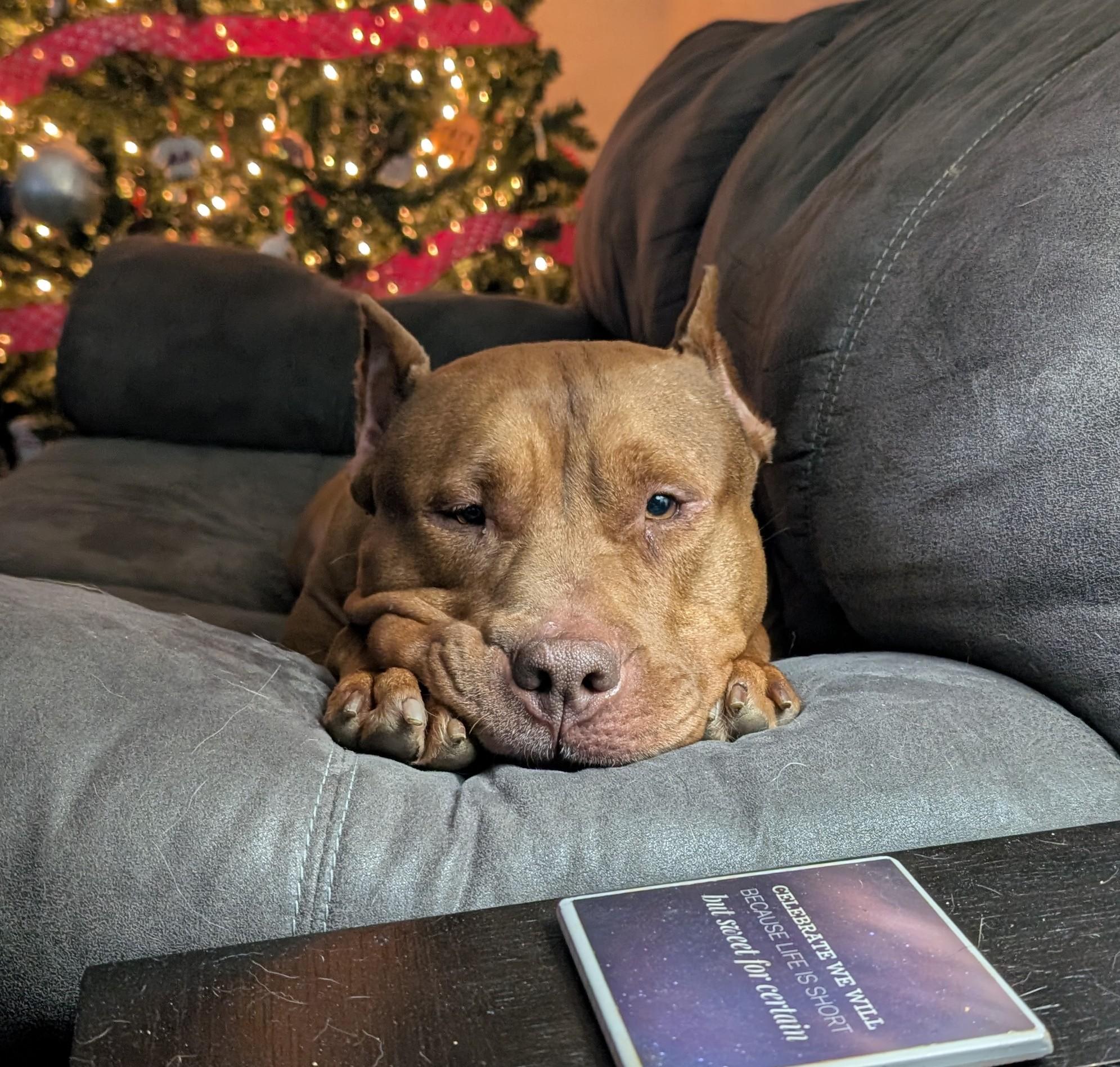 Jerri, a ADOPTABLE mixed breed in Indianapolis, IN image 4/5