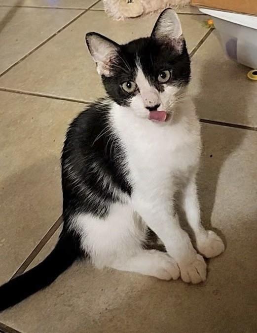 Enlarge Minnow, a ADOPTABLE Domestic Short Hair in Mesa, AZ image 3/4