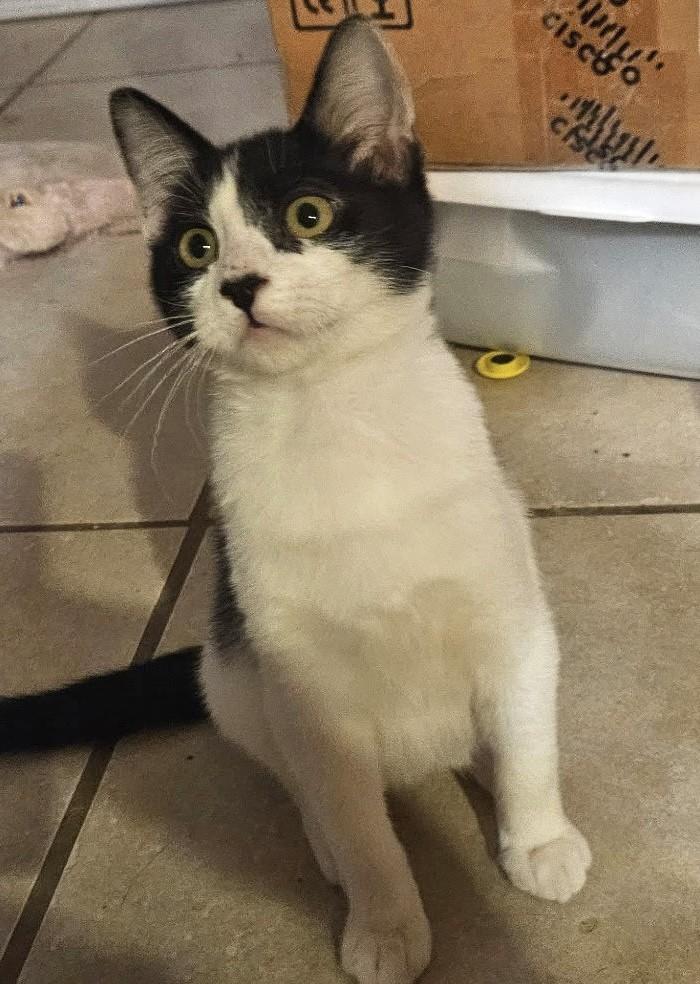 Enlarge Minnow, a ADOPTABLE Domestic Short Hair in Mesa, AZ image 2/4