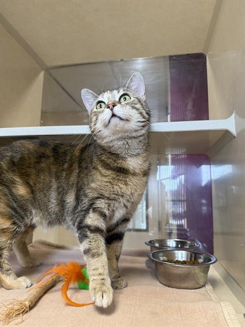 BIANCA, Adoptable, Young Female Domestic Short Hair.