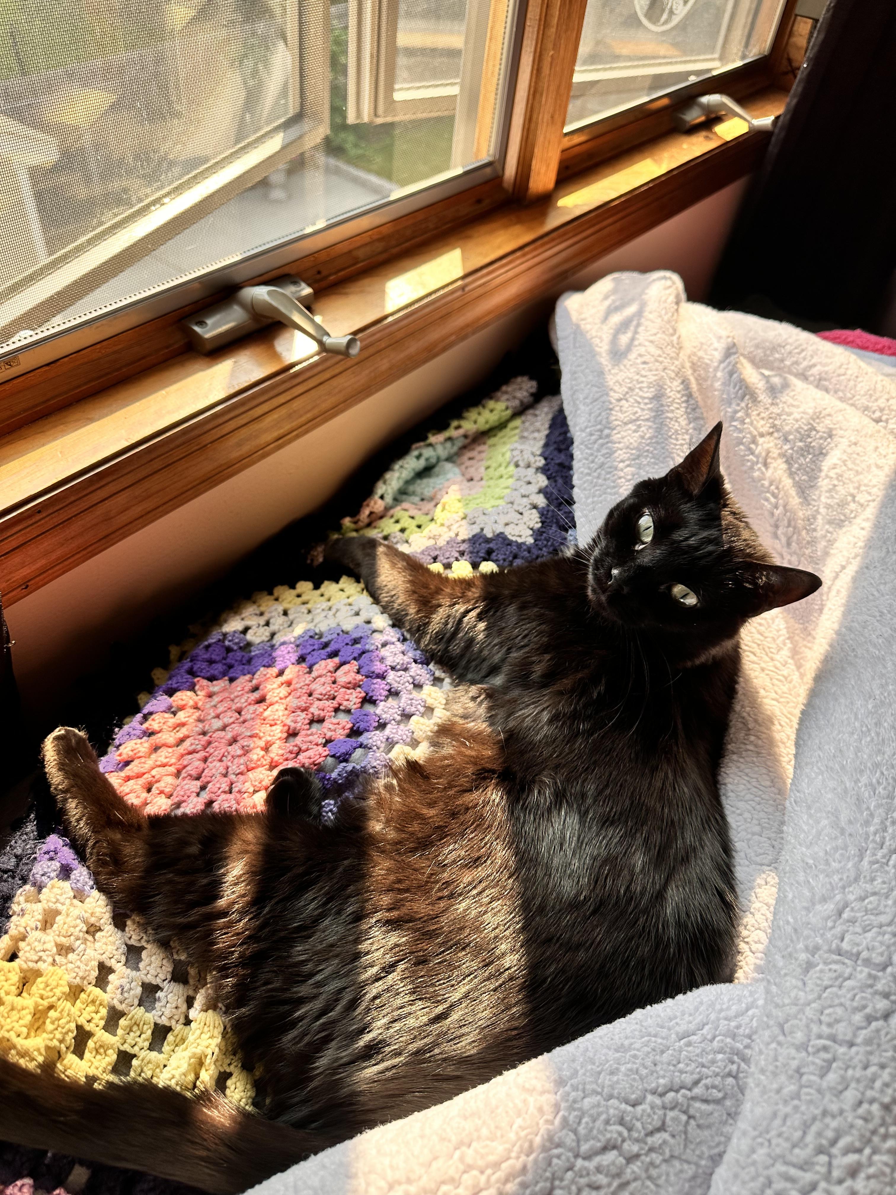 Lucy (WATCH VIDEO) lover (ONLY PET) **TONS OF SUPPLIES**