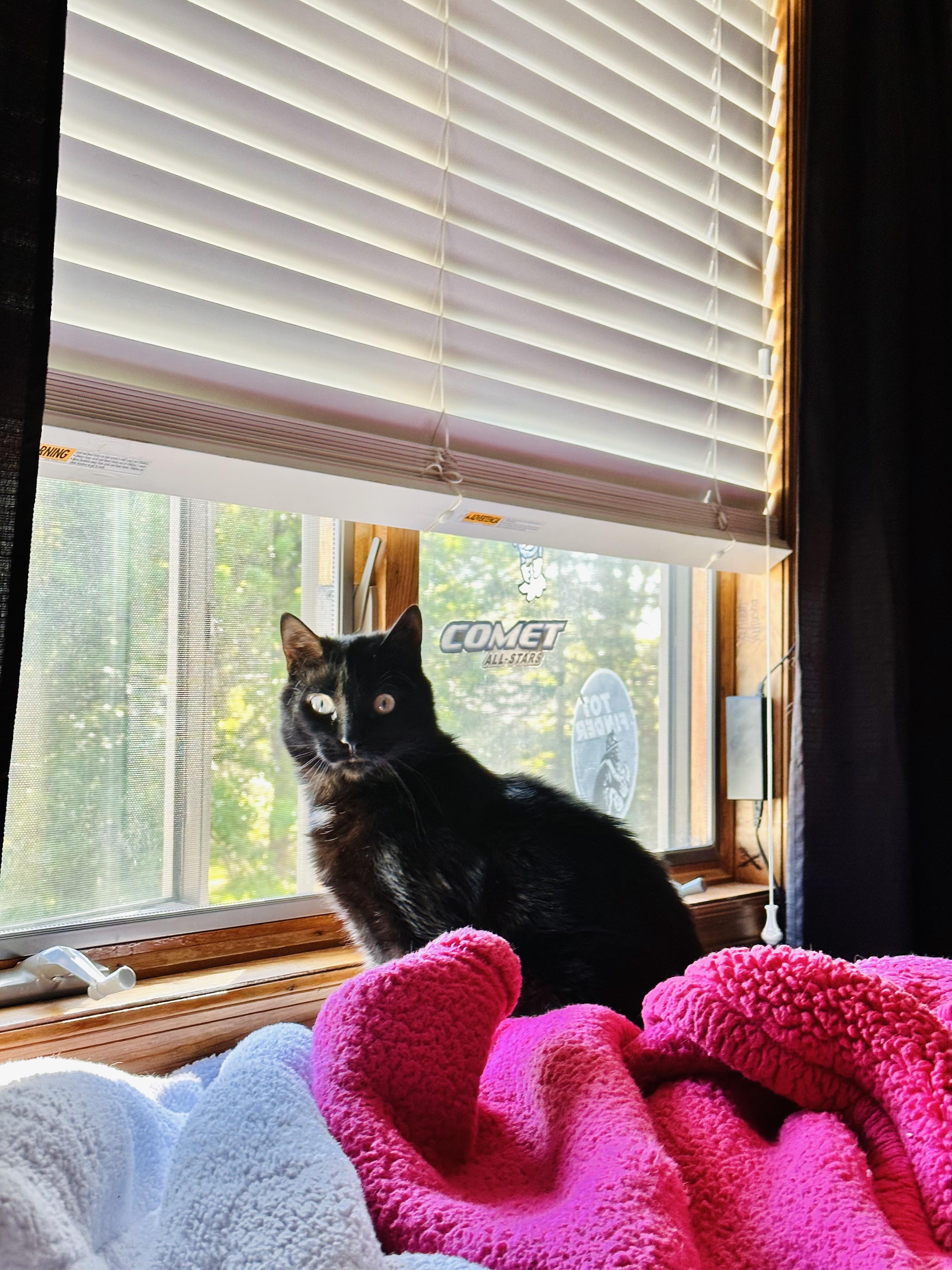 Lucy (WATCH VIDEO) lover (ONLY PET) **TONS OF SUPPLIES**