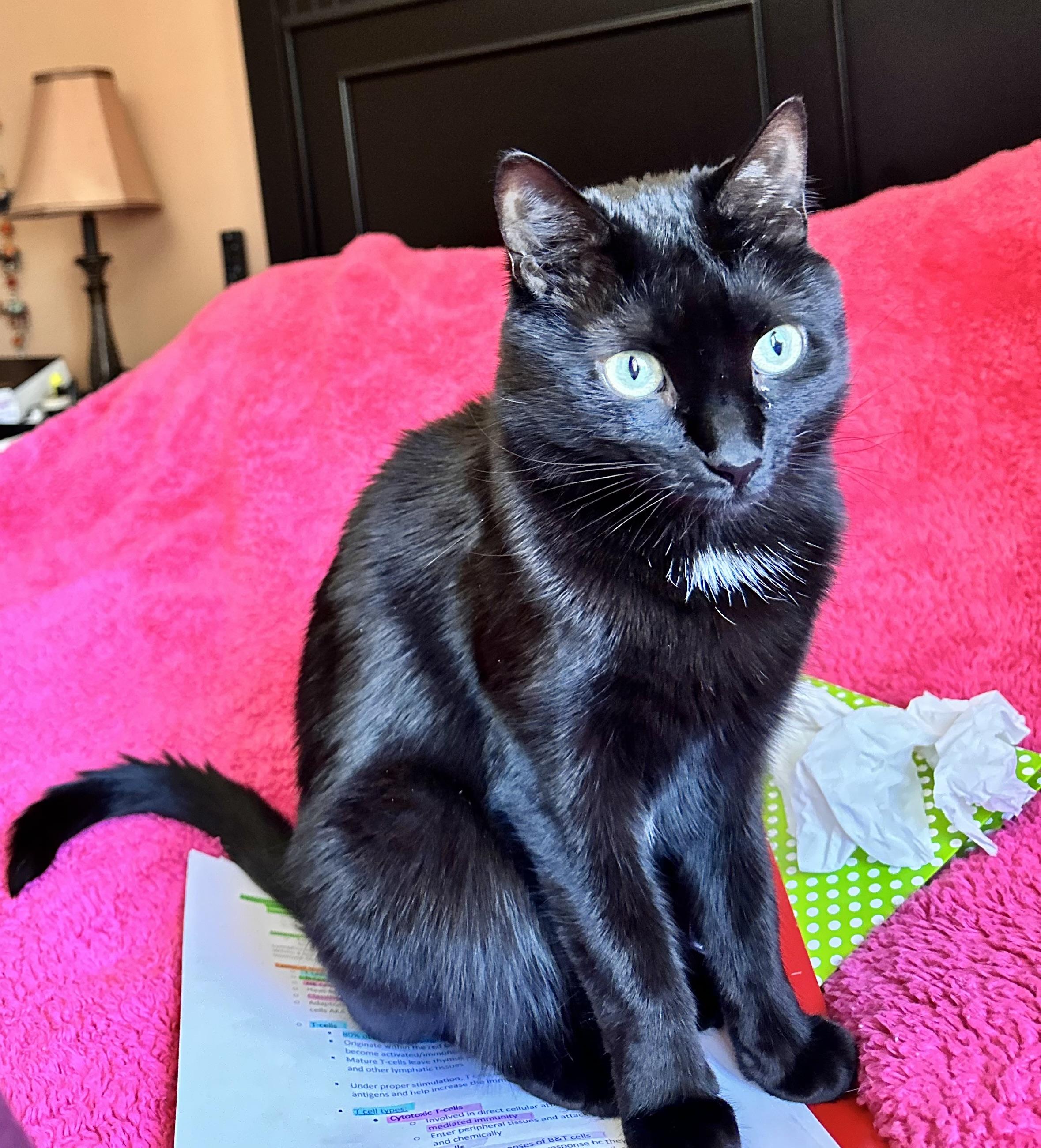 Lucy (WATCH VIDEO) lover (ONLY PET) **TONS OF SUPPLIES**