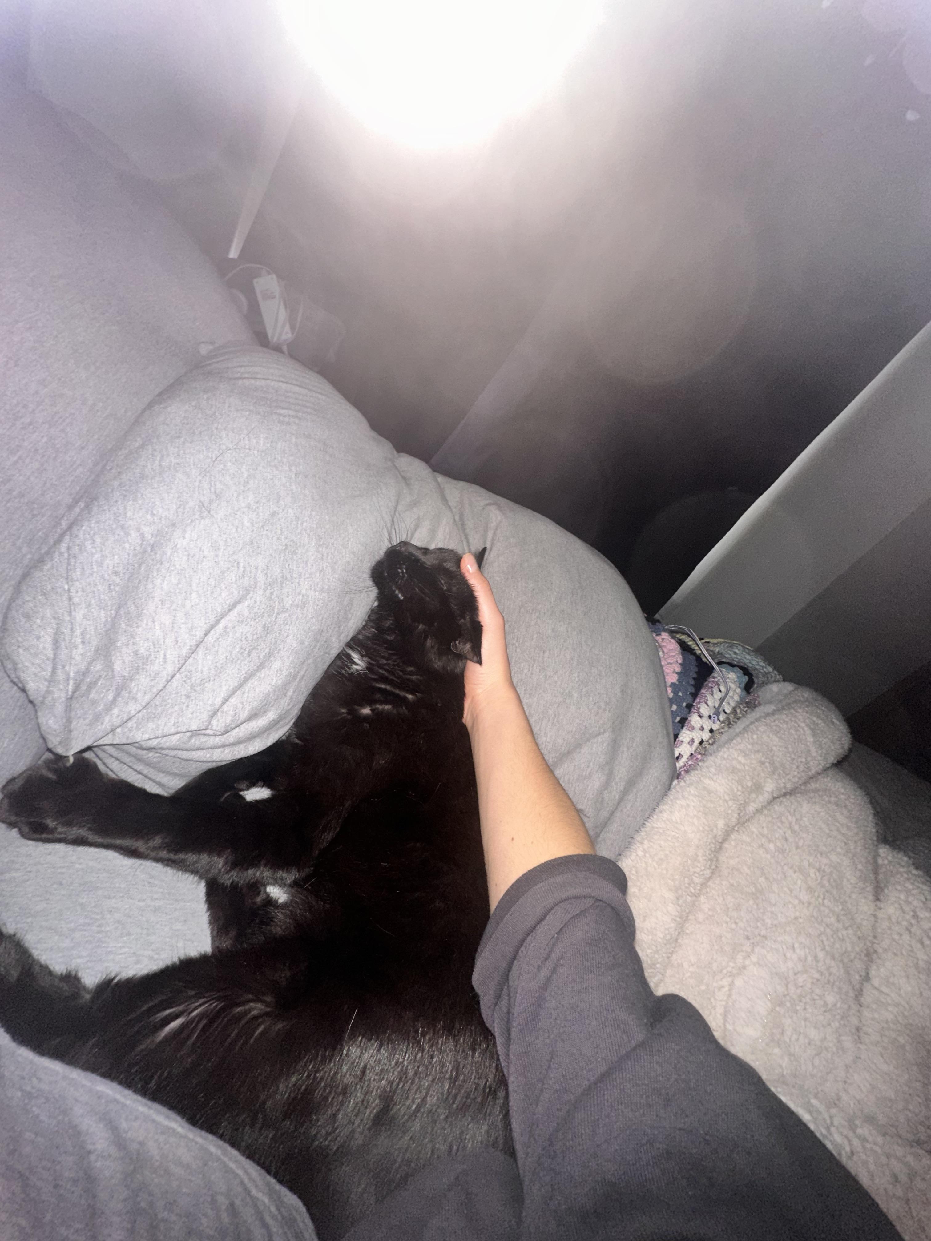 Lucy (WATCH VIDEO) lover (ONLY PET) **TONS OF SUPPLIES**