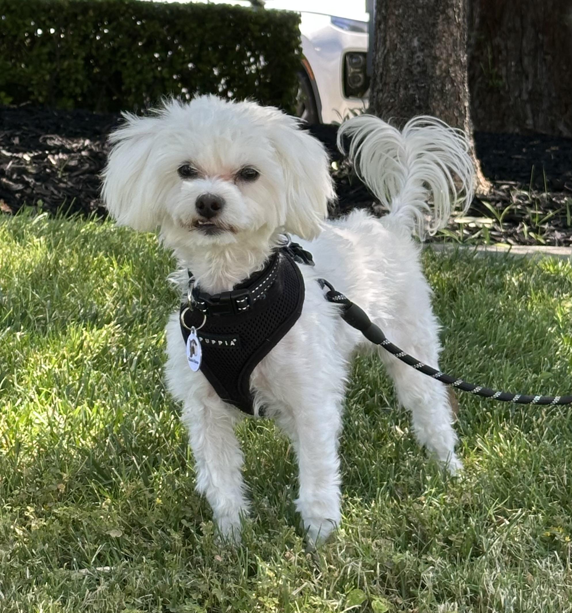 Barney, ADOPTABLE, Young Male Maltipoo & Maltese.