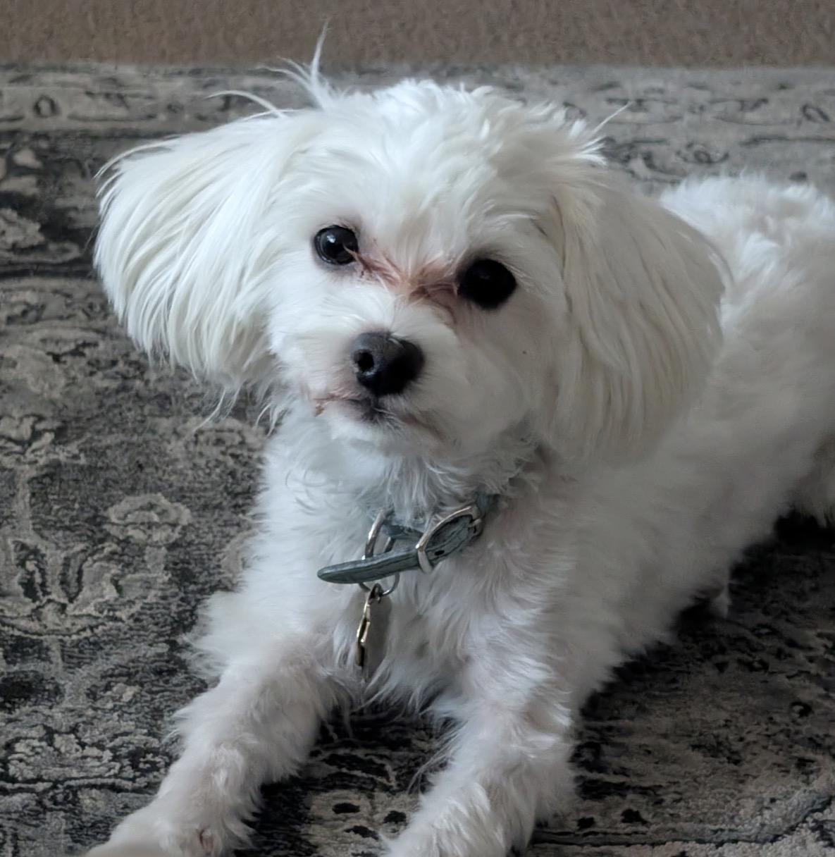 Enlarge Barney, a ADOPTABLE mixed breed in Knightsen, CA image 6/6