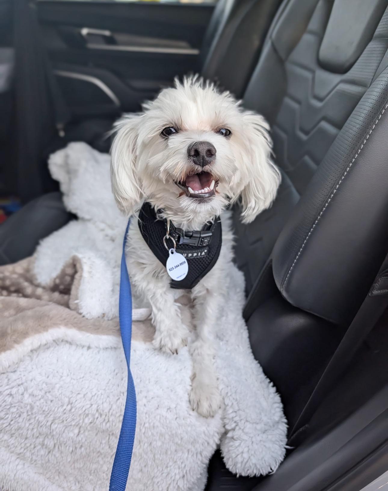 Enlarge Barney, a ADOPTABLE mixed breed in Knightsen, CA image 5/6
