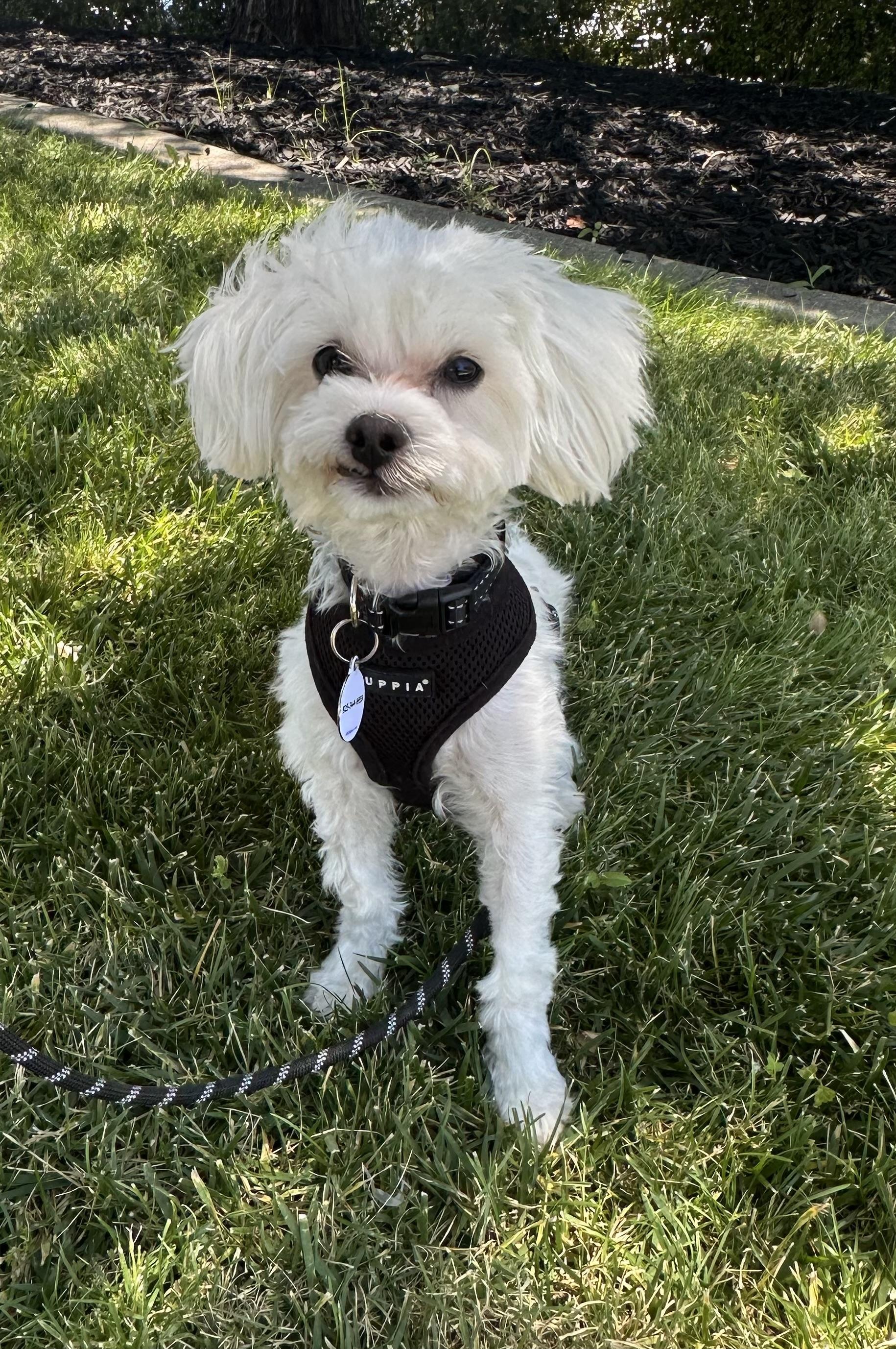 Enlarge Barney, a ADOPTABLE mixed breed in Knightsen, CA image 2/6