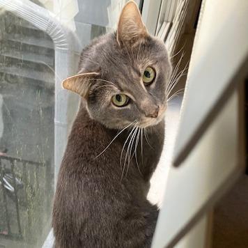 Anakin, Adoptable, Adult Male Domestic Short Hair.