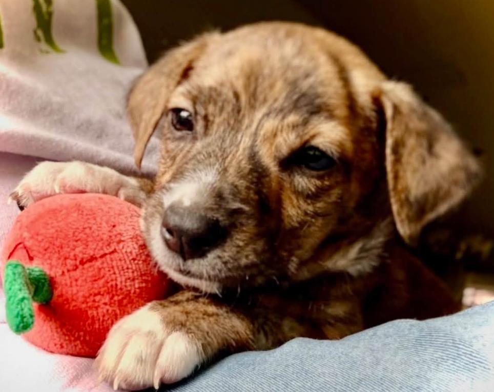 Sawyer, a ADOPTABLE mixed breed in Inverness, FL image 2/4
