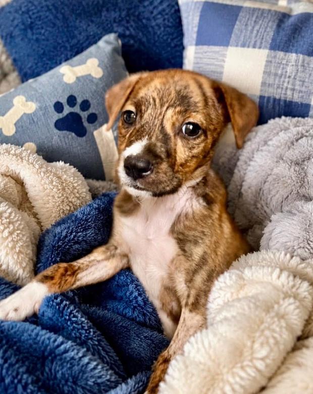 Sawyer, a ADOPTABLE mixed breed in Inverness, FL image 4/4