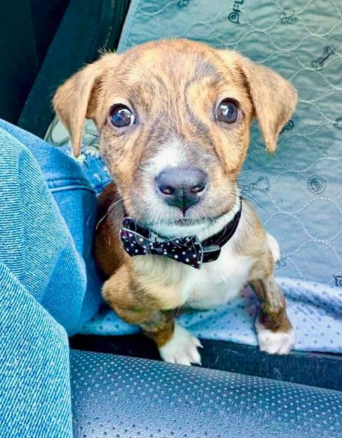 Sawyer, ADOPTABLE, Puppy Male Plott Hound.