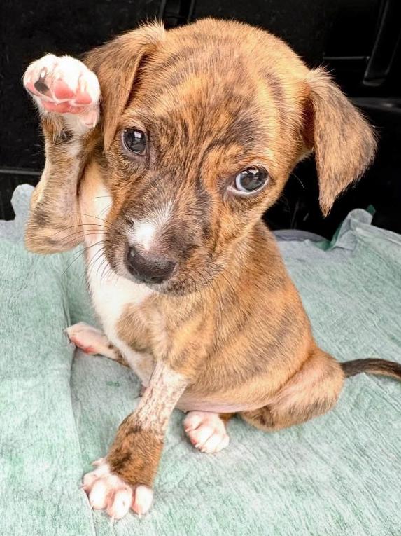 Sawyer, a ADOPTABLE mixed breed in Inverness, FL image 3/4