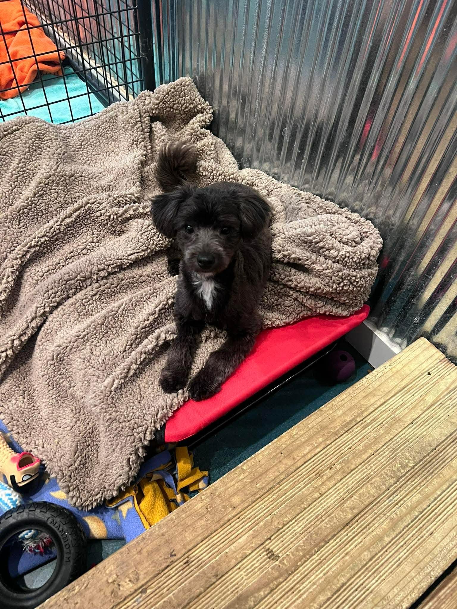 Nutter Butter, a ADOPTABLE mixed breed in Saginaw, MI image 2/2