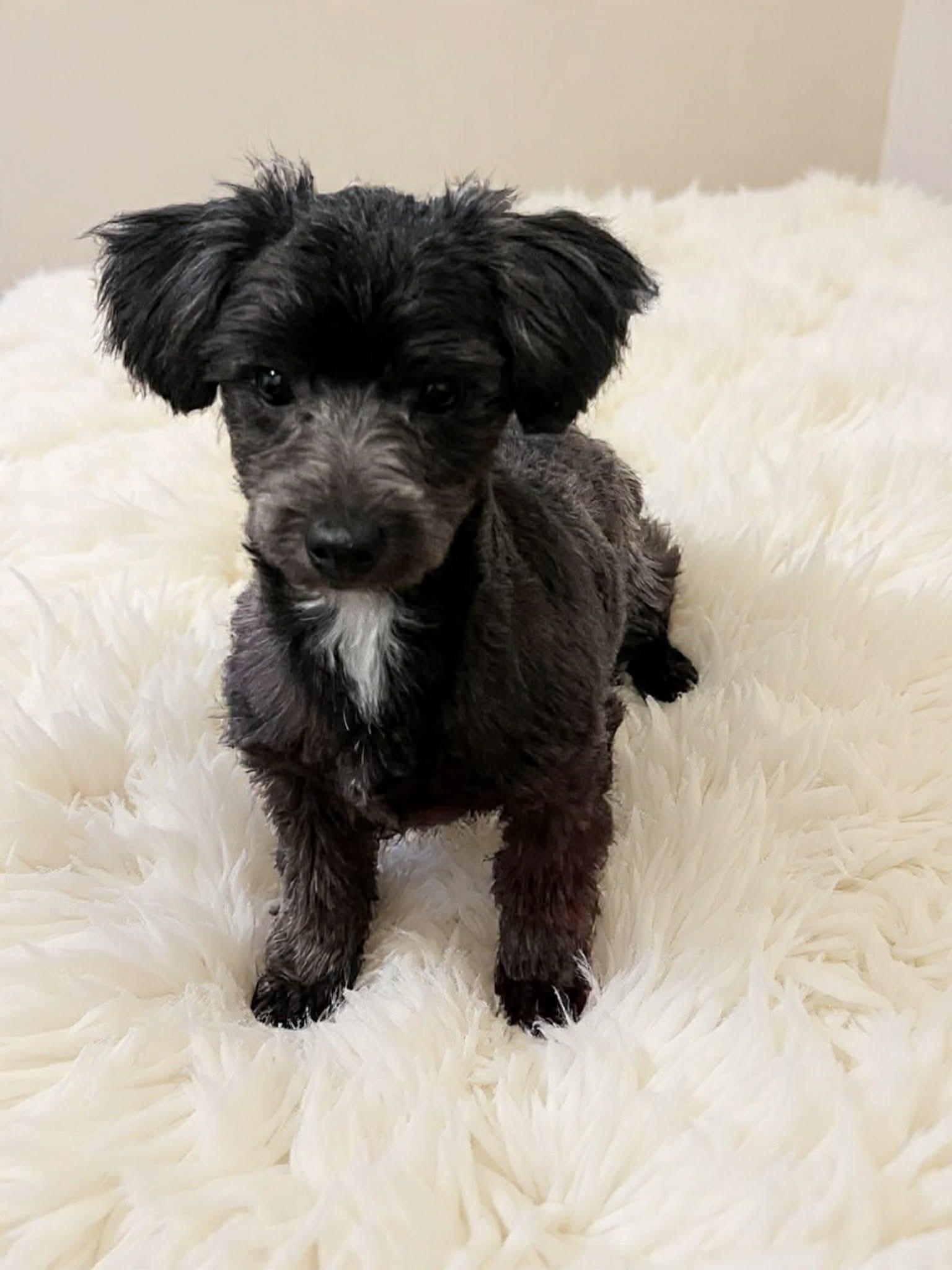 Nutter Butter, ADOPTABLE, Puppy Male Shih Tzu.