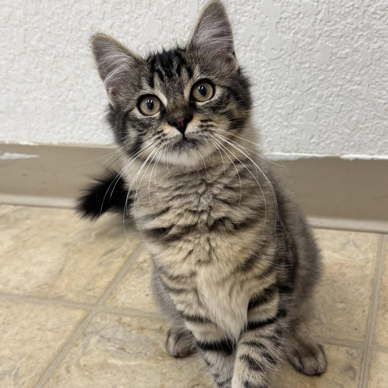 Azer, a Adopted Domestic Medium Hair in Winchendon, MA image 1/2